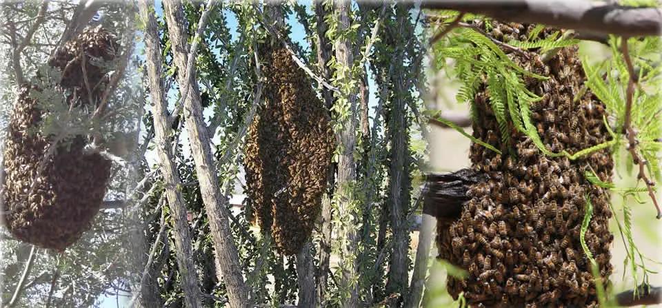 Images of bee swarms on trees